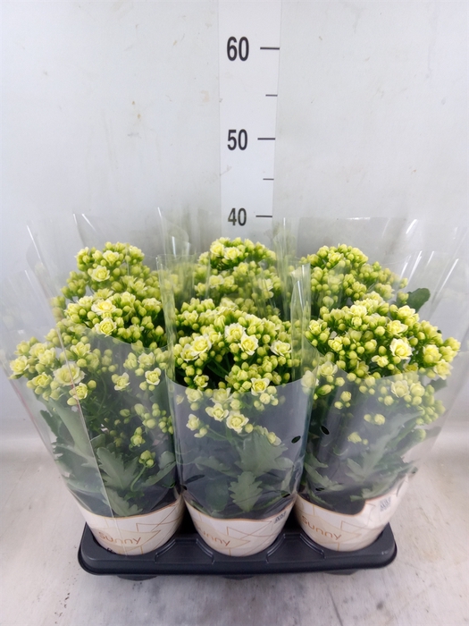 <h4>Kalanchoe  'Sunny White'</h4>