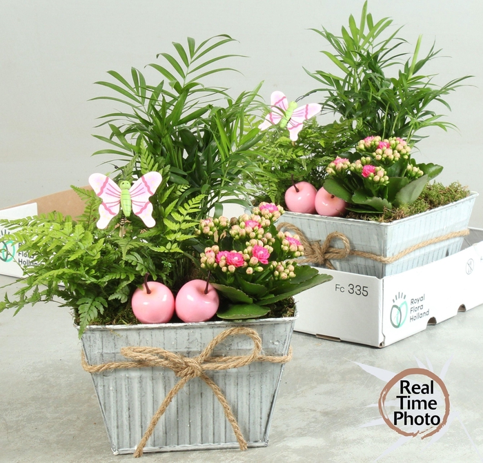 <h4>ARR KAMERPL</h4>