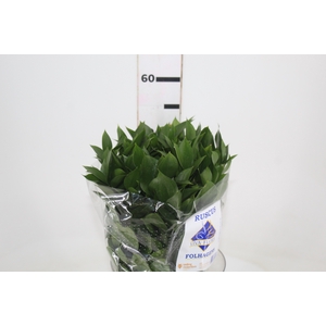 FOLHAGEM RUSCUS 050 CM
