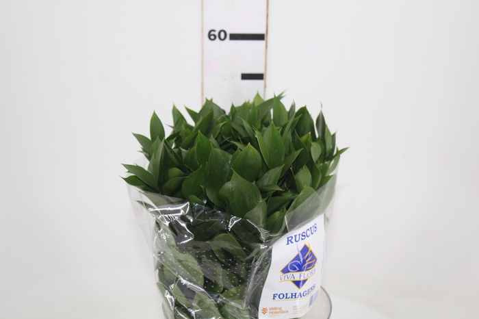 <h4>FOLHAGEM RUSCUS 050 CM</h4>