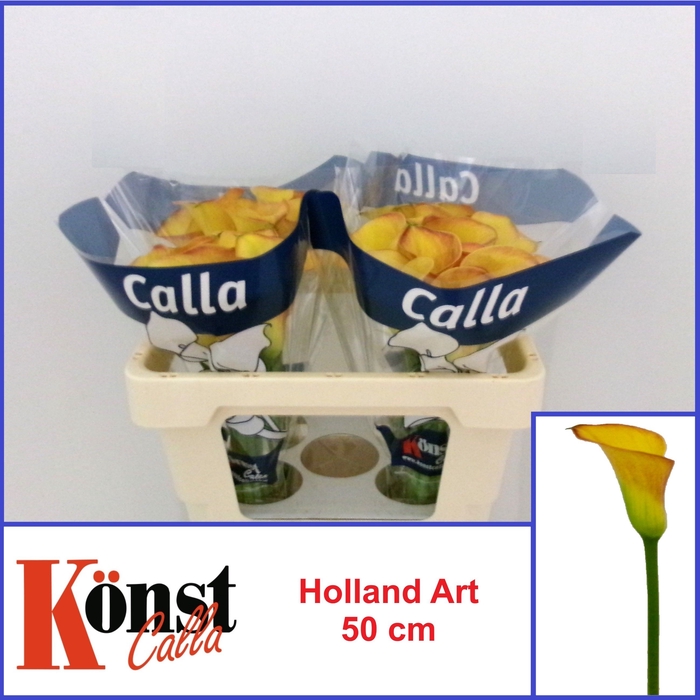 <h4>ZANT HOLLAND ART</h4>