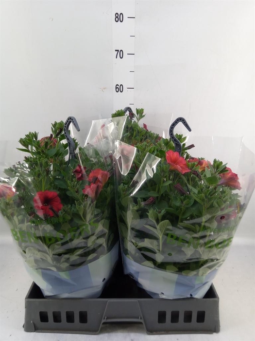 <h4>Petunia   ...</h4>