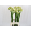 Ornithogalum Saundersiae
