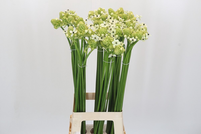 <h4>Ornithogalum Saundersiae</h4>