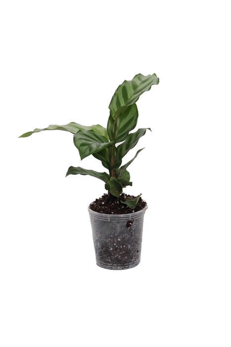 <h4>Calathea Freddie</h4>