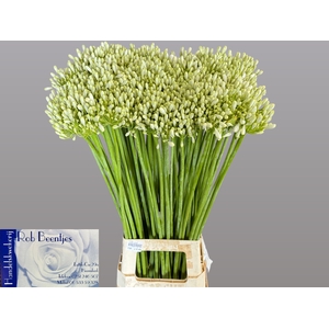 Agapanthus White Grace Beentjes
