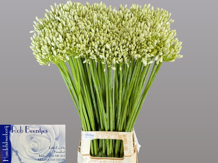 <h4>Agapanthus White Grace Beentjes</h4>