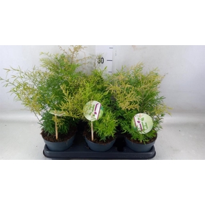 Asparagus dens. 'Cwebe'