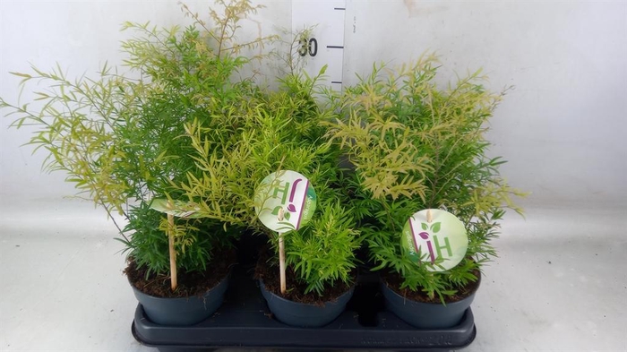 <h4>Asparagus dens. 'Cwebe'</h4>