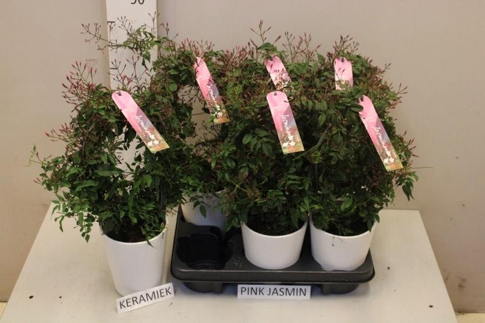 <h4>JASM POLYANTHUM RZ</h4>