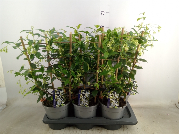<h4>Trachelospermum jasm.</h4>