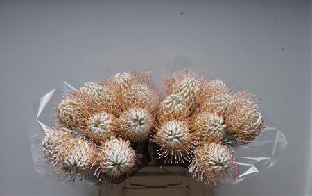 <h4>Leuco Klbh White</h4>