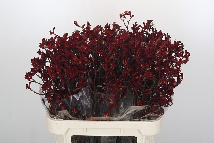 <h4>Anigozanthos Bush Ruby</h4>