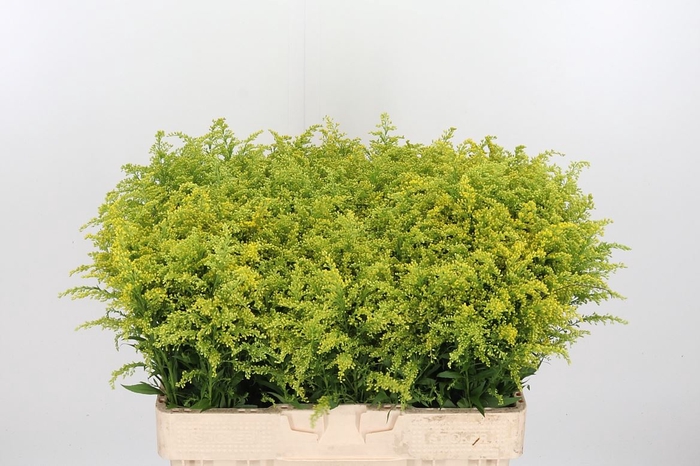 <h4>Solidago Tara</h4>