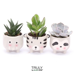TRULY Succulent, Animal Grey
