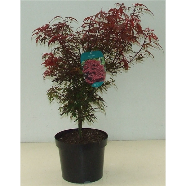 <h4>Acer palmatum 'Shaina' P23 Full CC</h4>