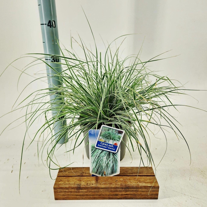 <h4>Carex oshimensis Everest</h4>