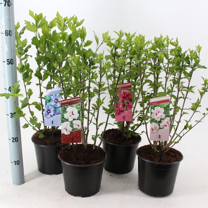 <h4>Hibiscus syriacus</h4>