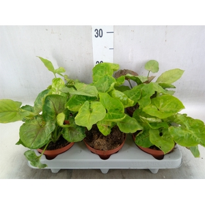 Syngonium   ...