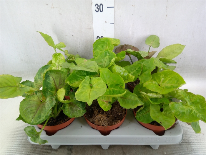<h4>Syngonium   ...</h4>