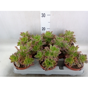 Aeonium   ...