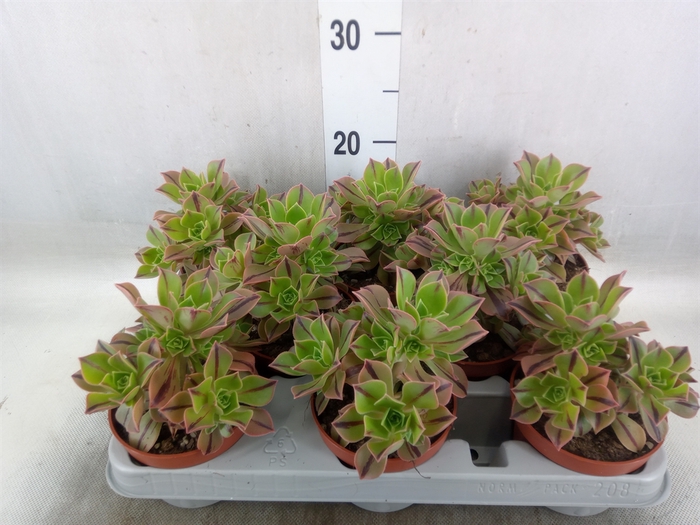 <h4>Aeonium   ...</h4>