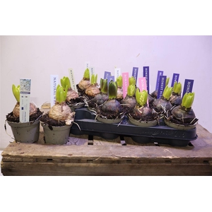 Hyacin Pear Gem 4 Kl