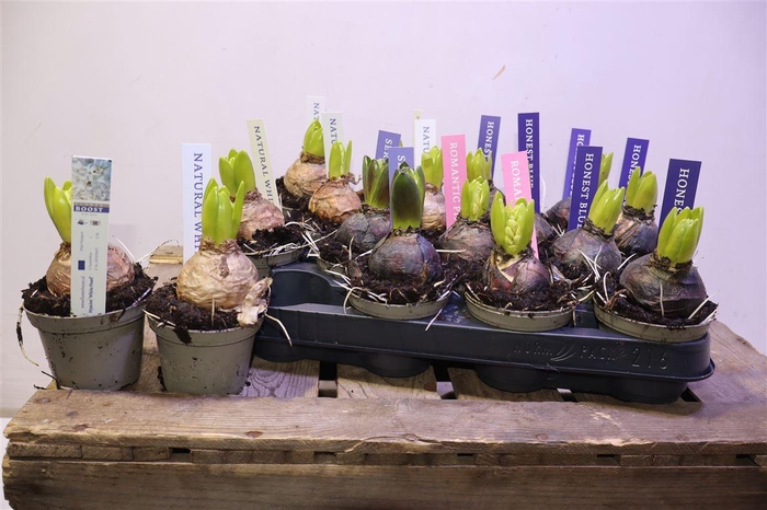 <h4>arr8 Hyacin Pear Gem 4 Kl</h4>