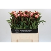 Paeonia Gardenia