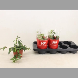 AESCHYN L VARIEGATUS