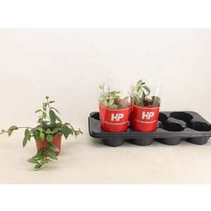 AESCHYN L VARIEGATUS