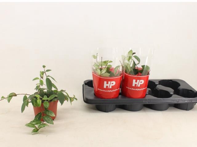 <h4>AESCHYN L VARIEGATUS</h4>