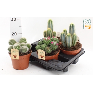 Cactus Gem