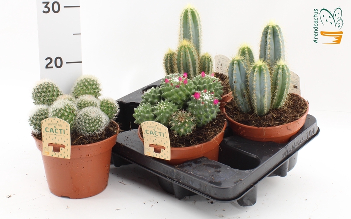 <h4>Cactus Gem</h4>