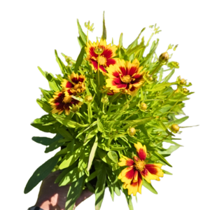Coreopsis overig