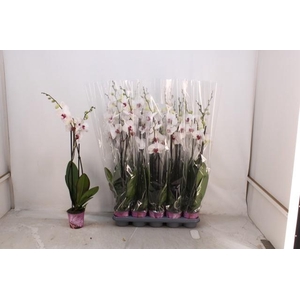 PHAL RED LIPS