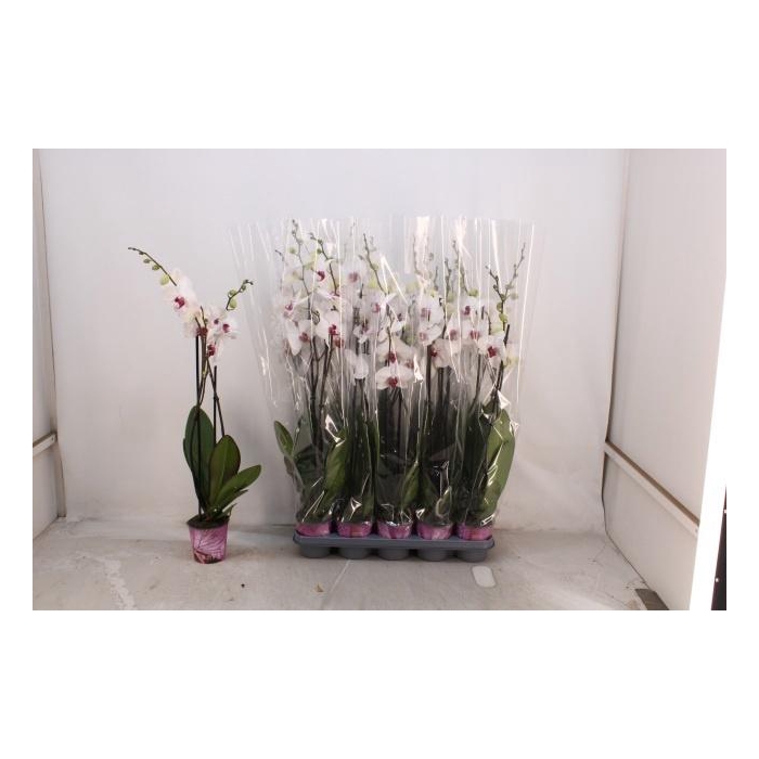 <h4>PHAL RED LIPS</h4>