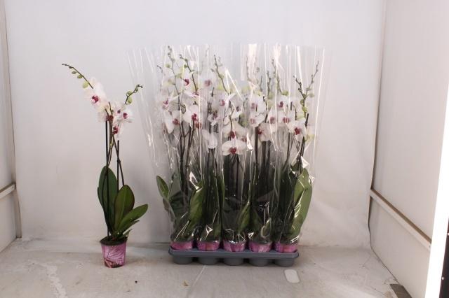 PHAL RED LIPS