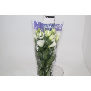 LISIANTHUS BOLERO WHITE BRANCA 060 CM