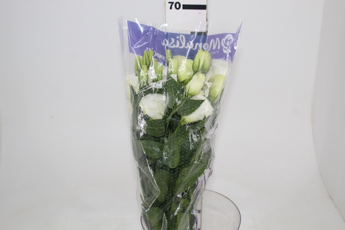 LISIANTHUS BOLERO WHITE BRANCA 060 CM
