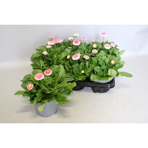 Bellis perennis Erdbeersahne