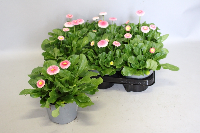 <h4>Bellis perennis Erdbeersahne</h4>
