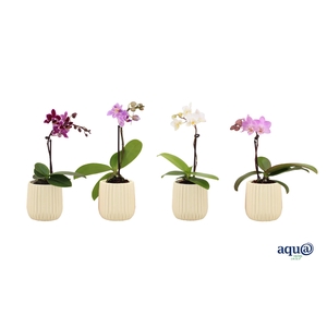 Ruby Vanilla Tiny Dolls Mix 1T7+ Aqu@