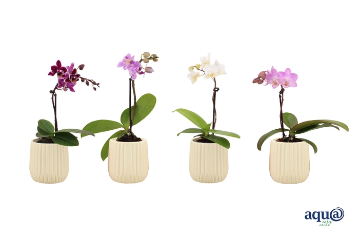 <h4>Ruby Vanilla Tiny Dolls Mix 1T7+ Aqu@</h4>