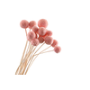Craspedia Pink