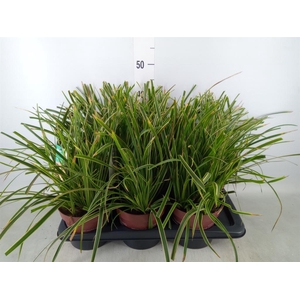 Carex morrowii 'Ice Dance'