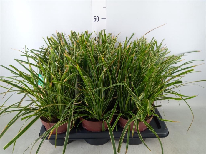 <h4>Carex morrowii 'Ice Dance'</h4>