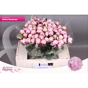 PAEO L REINE HORTENS