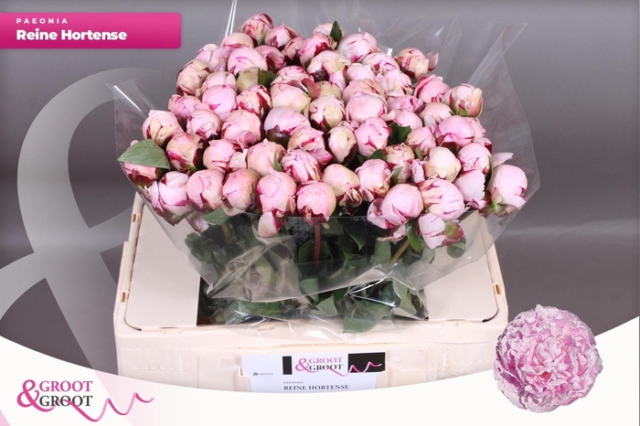 <h4>PAEO L REINE HORTENS</h4>