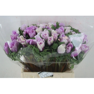 Anem Mistral Edged Super Pink